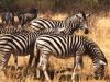 DX-peditia Z23MD in Zimbabwe